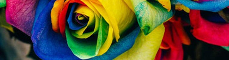 Rainbow-colored roses